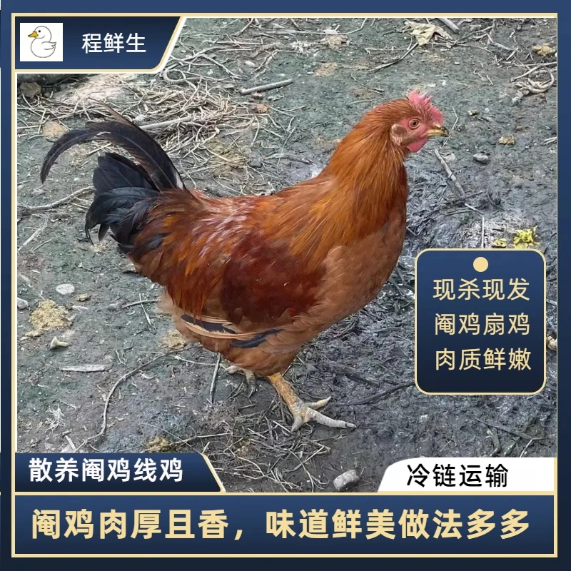 散养阉鸡太监鸡活鸡现杀果园放养扇鸡整鸡净重3.5-4.5斤