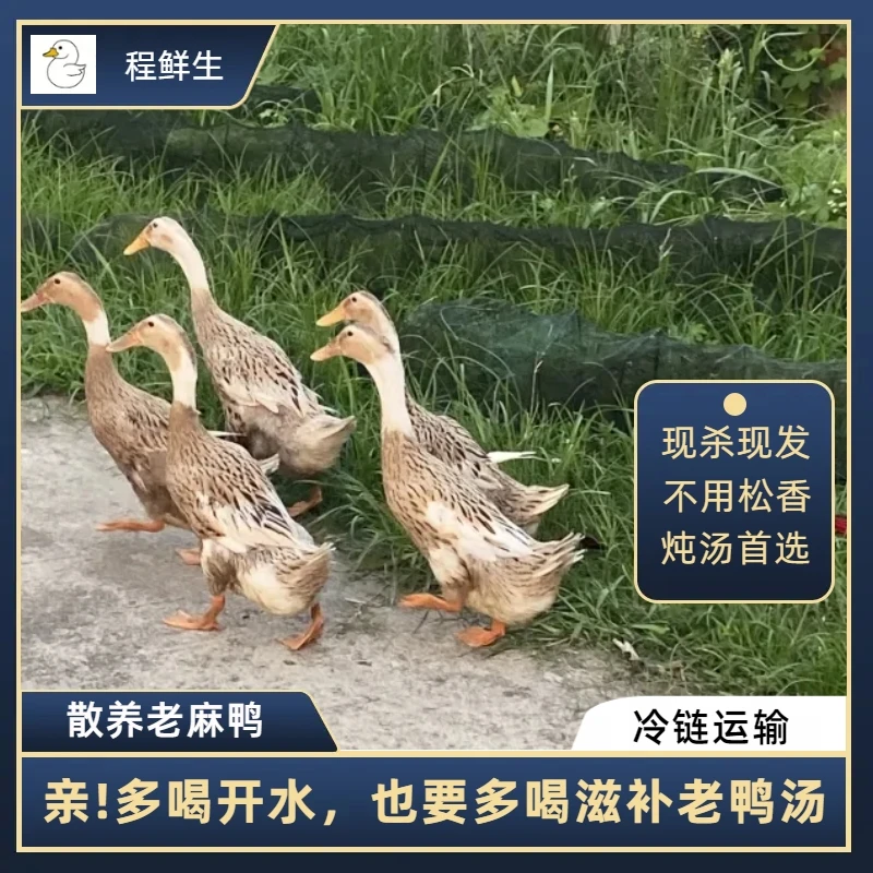散养炖汤2年小老鸭煲汤草麻鸭新鲜土鸭肉水库放养真空