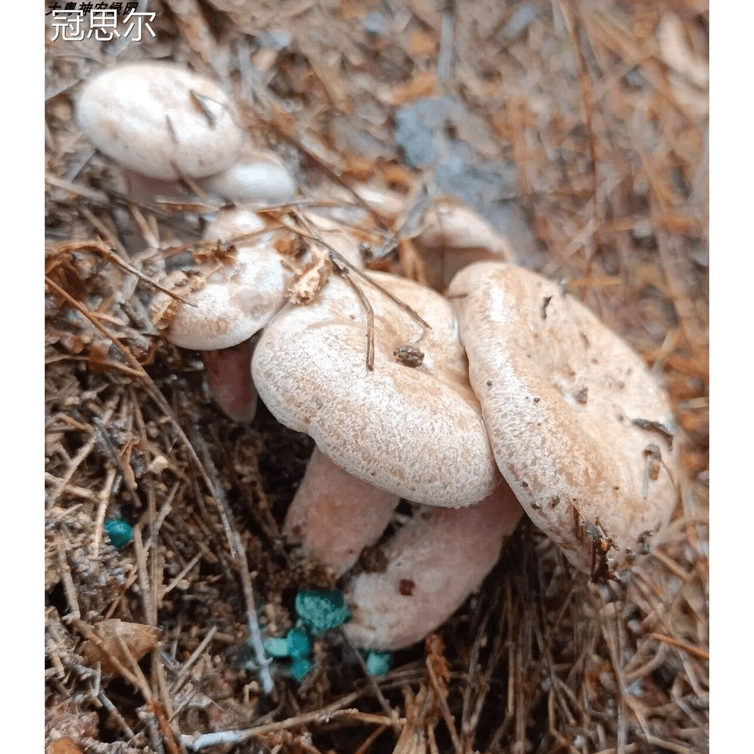 松树菌新鲜野生大山产品天鹅菌菇当天采摘新鲜乌枞菌枞树菇小朵菌