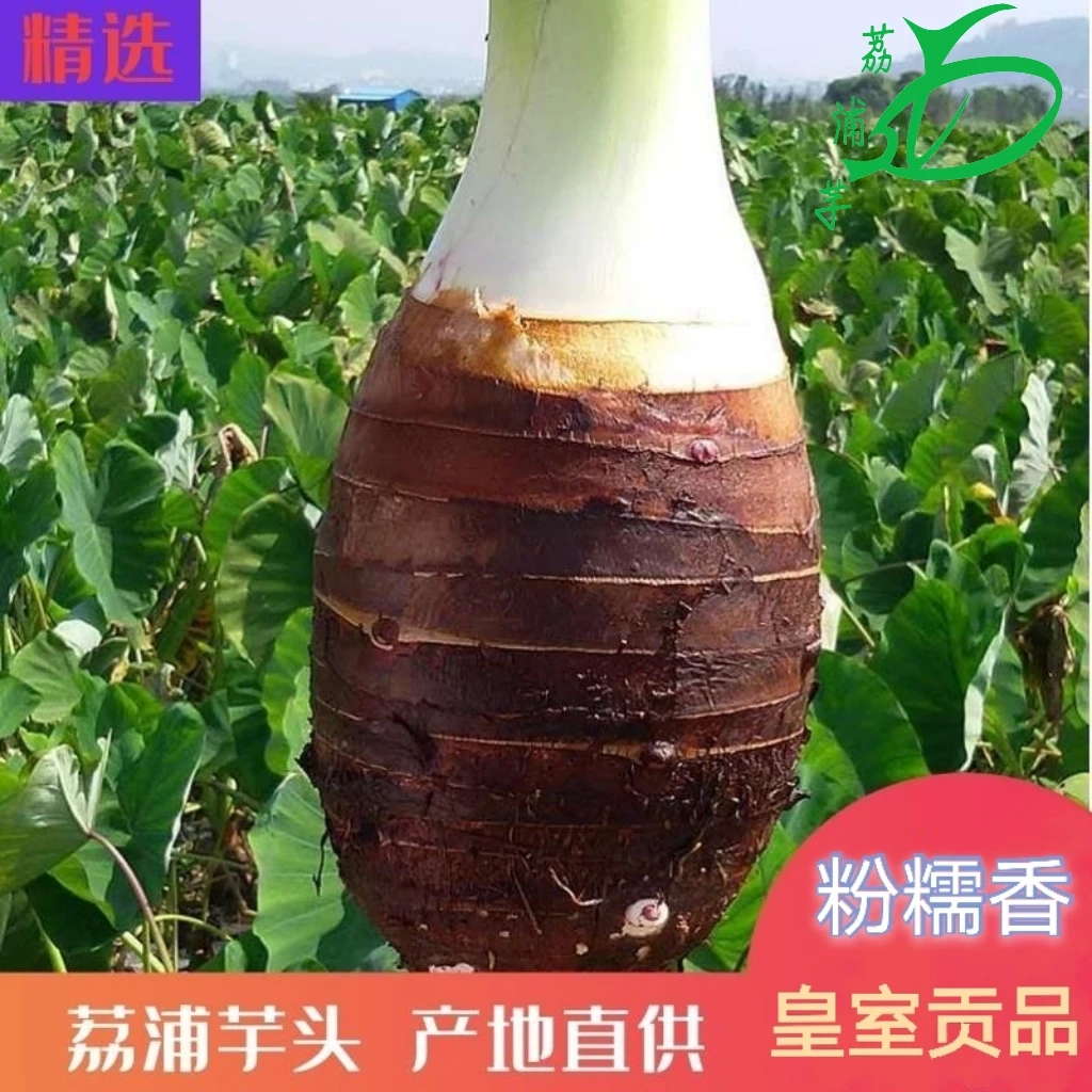 荔浦芋头正宗广西香芋精选新鲜槟榔芋原产地种植口感细腻香糯好吃