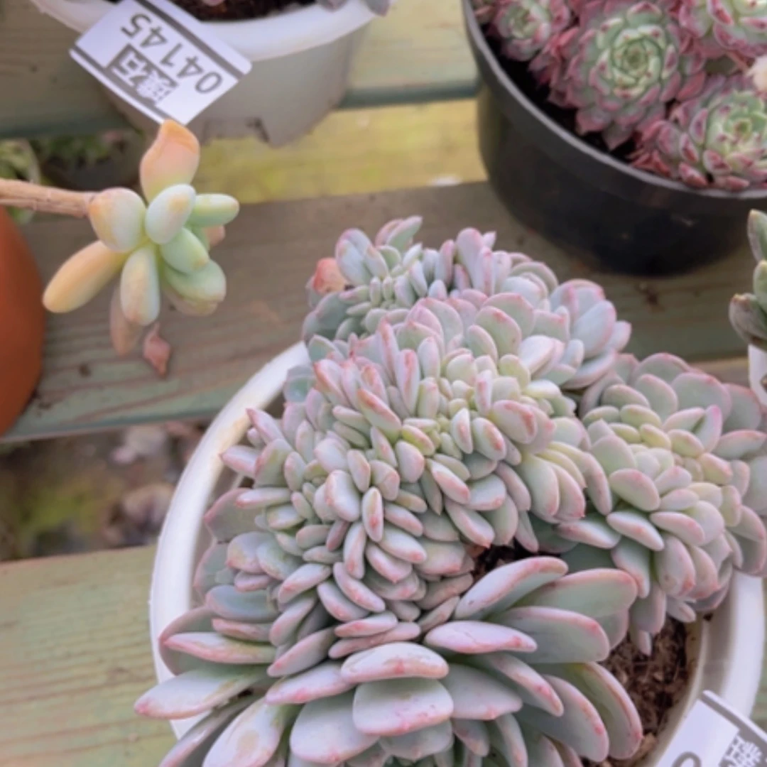 【闪购商品】玛瑙缀04199