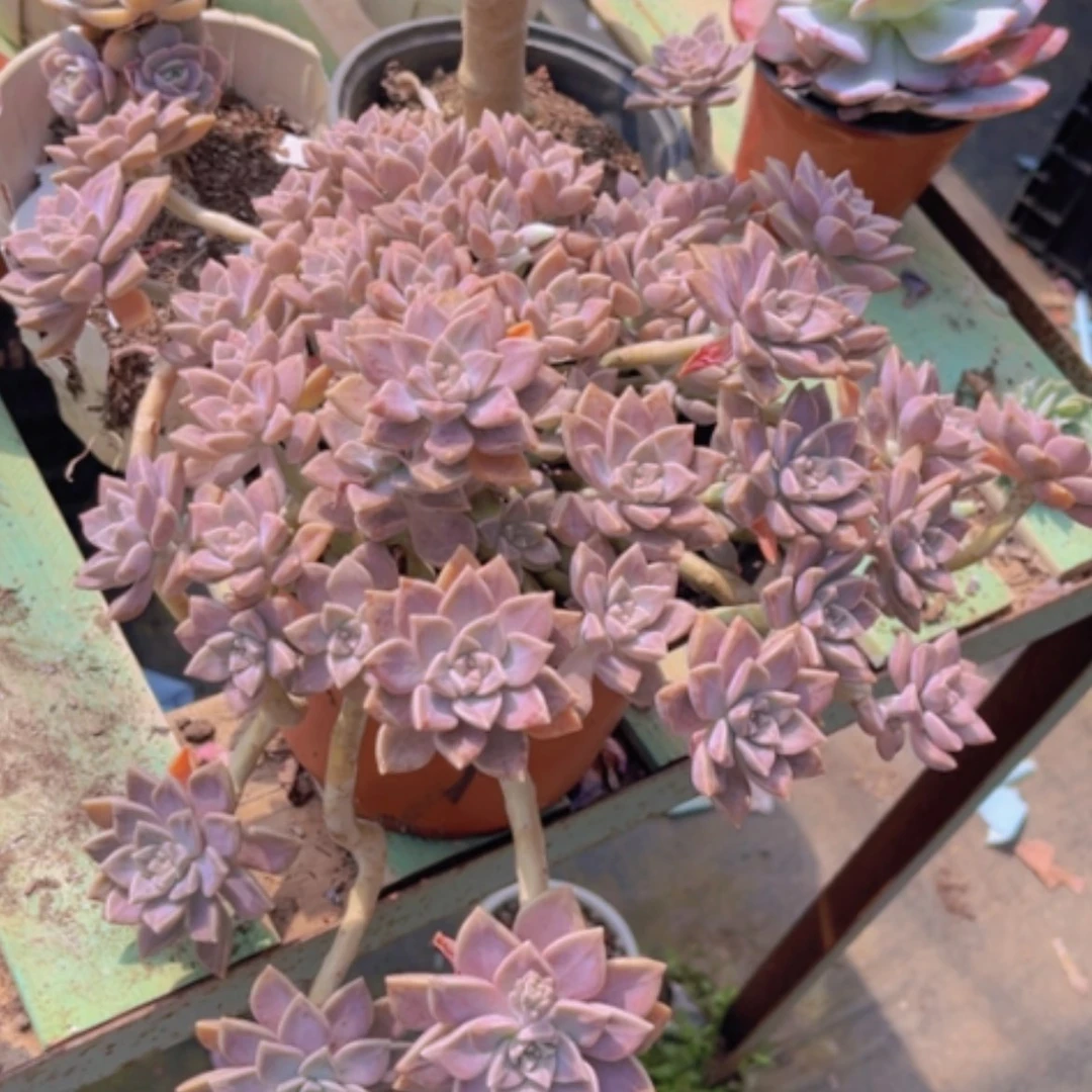 【闪购商品】阿伦培2765