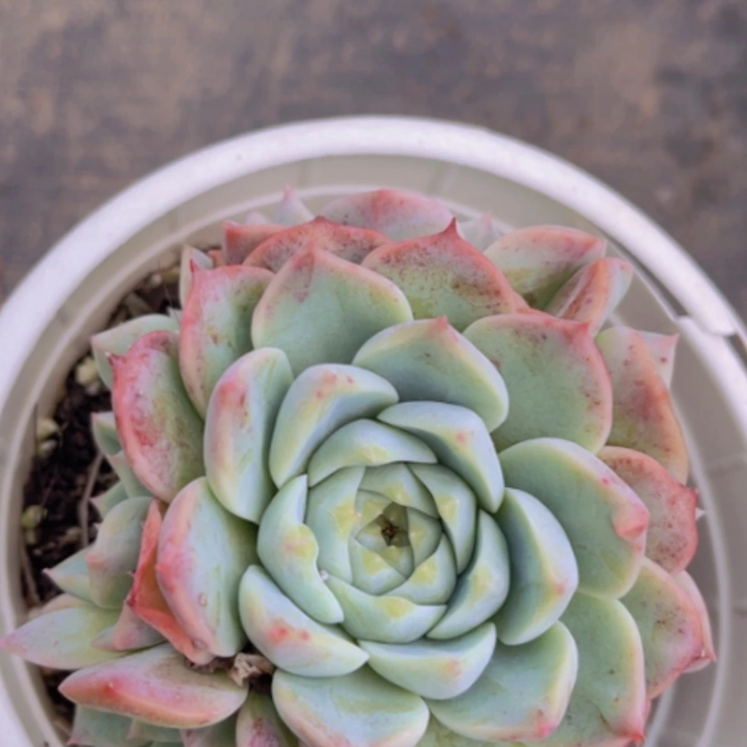 【闪购商品】天鹅绒2630