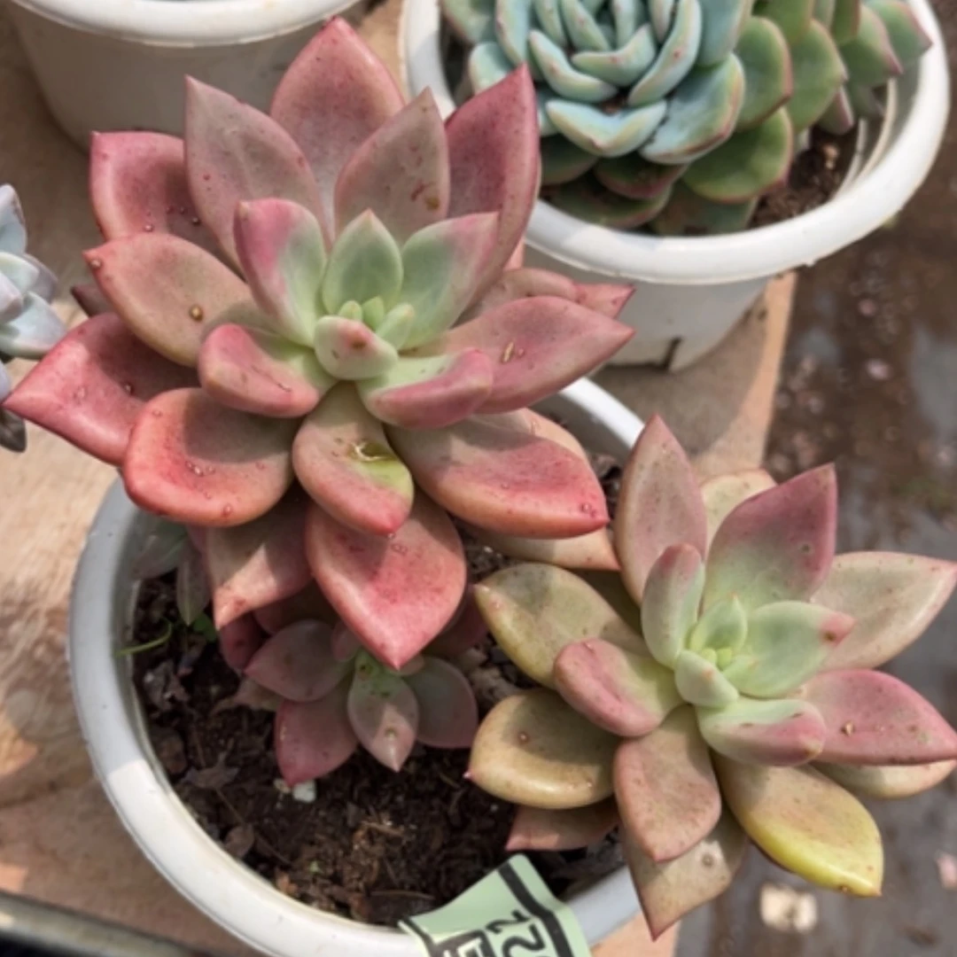 【闪购商品】桃花源2022