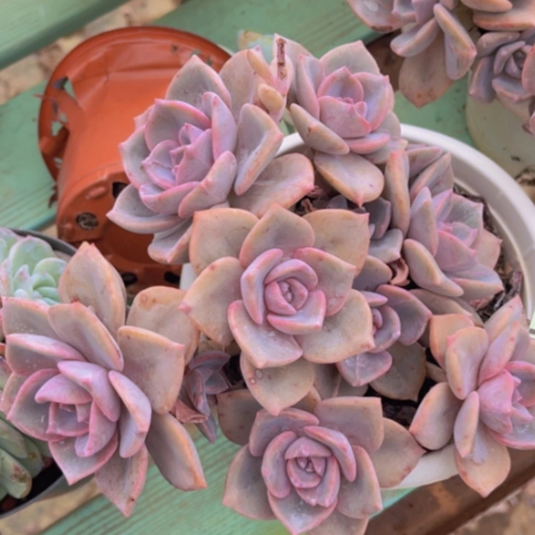 【闪购商品】彩虹糖2070