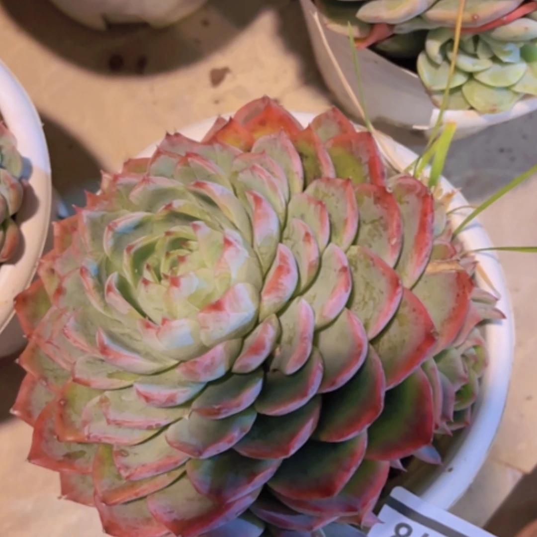 【闪购商品】孤星28278