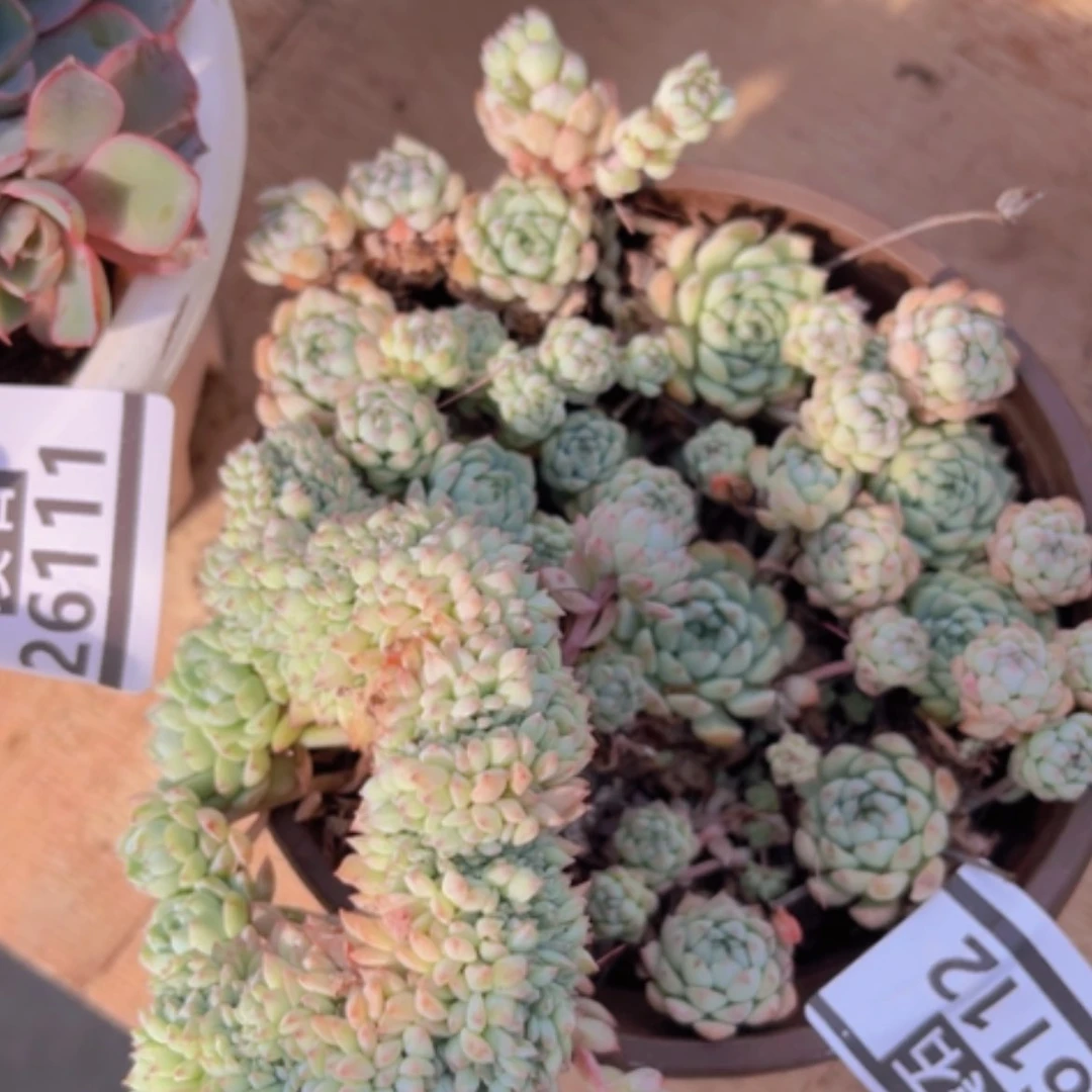 【闪购商品】小粉梅缀26112