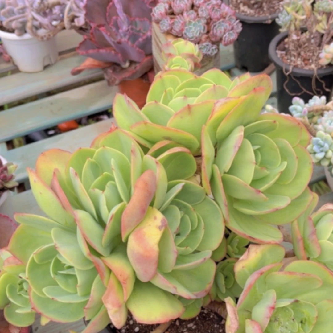 【闪购商品】碧桃2066