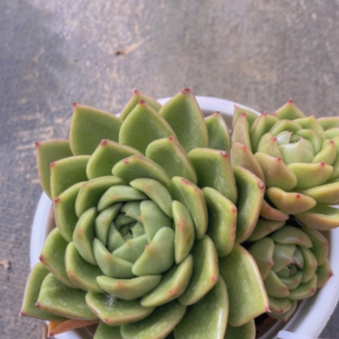 【闪购商品】白玫瑰25157