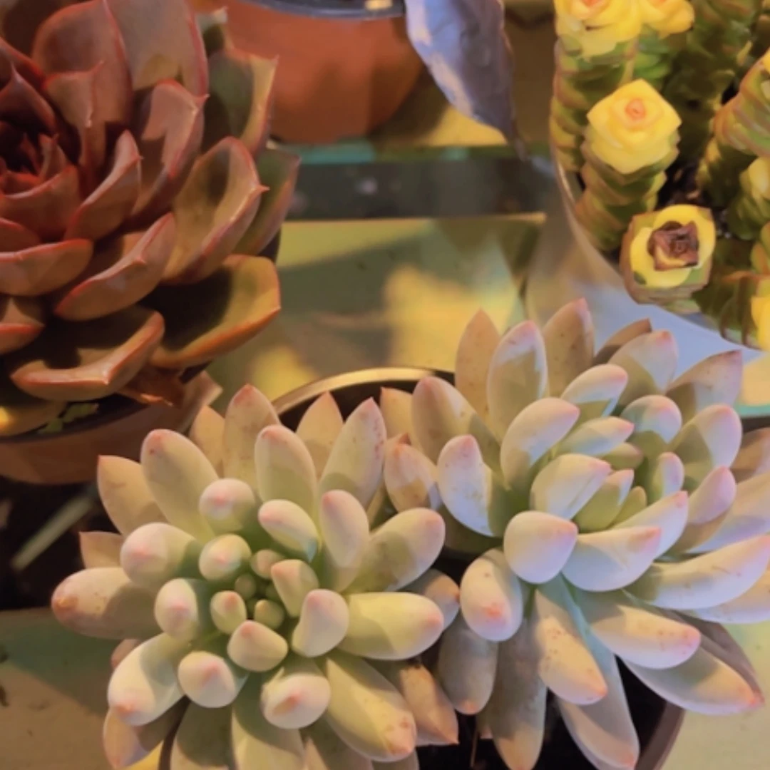 【闪购商品】所罗门群岛01247