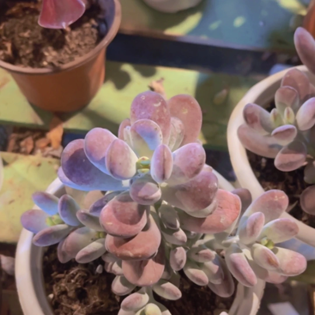 【闪购商品】乒乓福娘26174