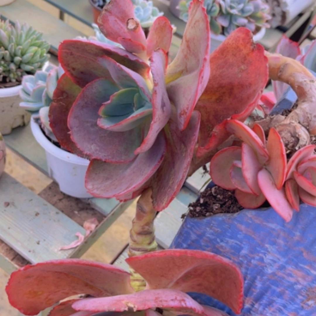 【闪购商品】蓝色妖姬1776