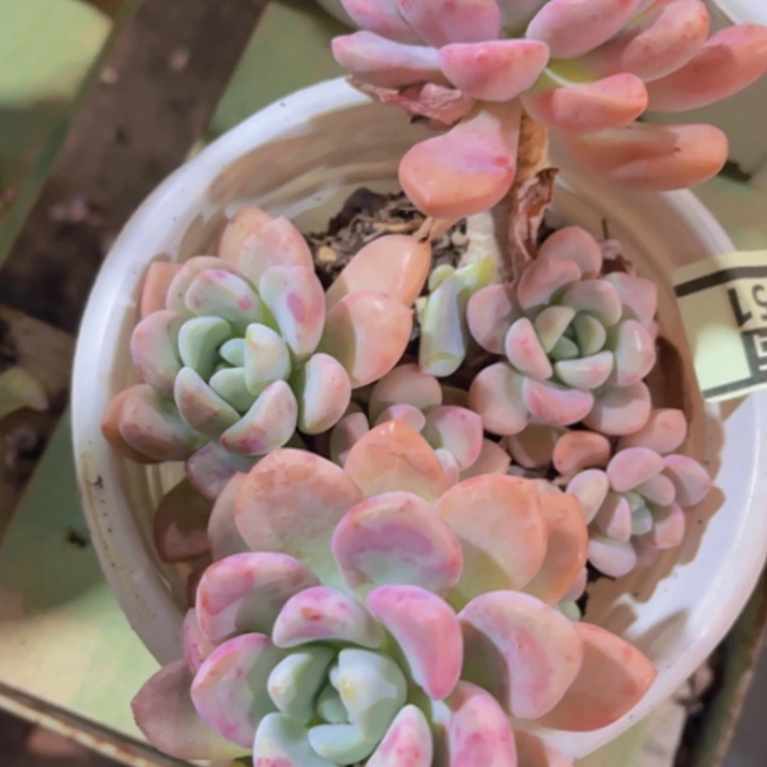 【闪购商品】花斑鹿1951