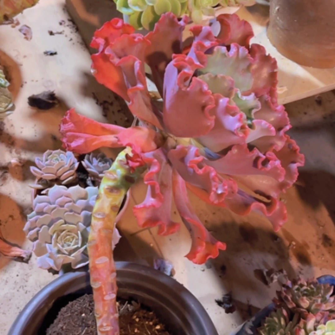 【闪购商品】红婚纱01251