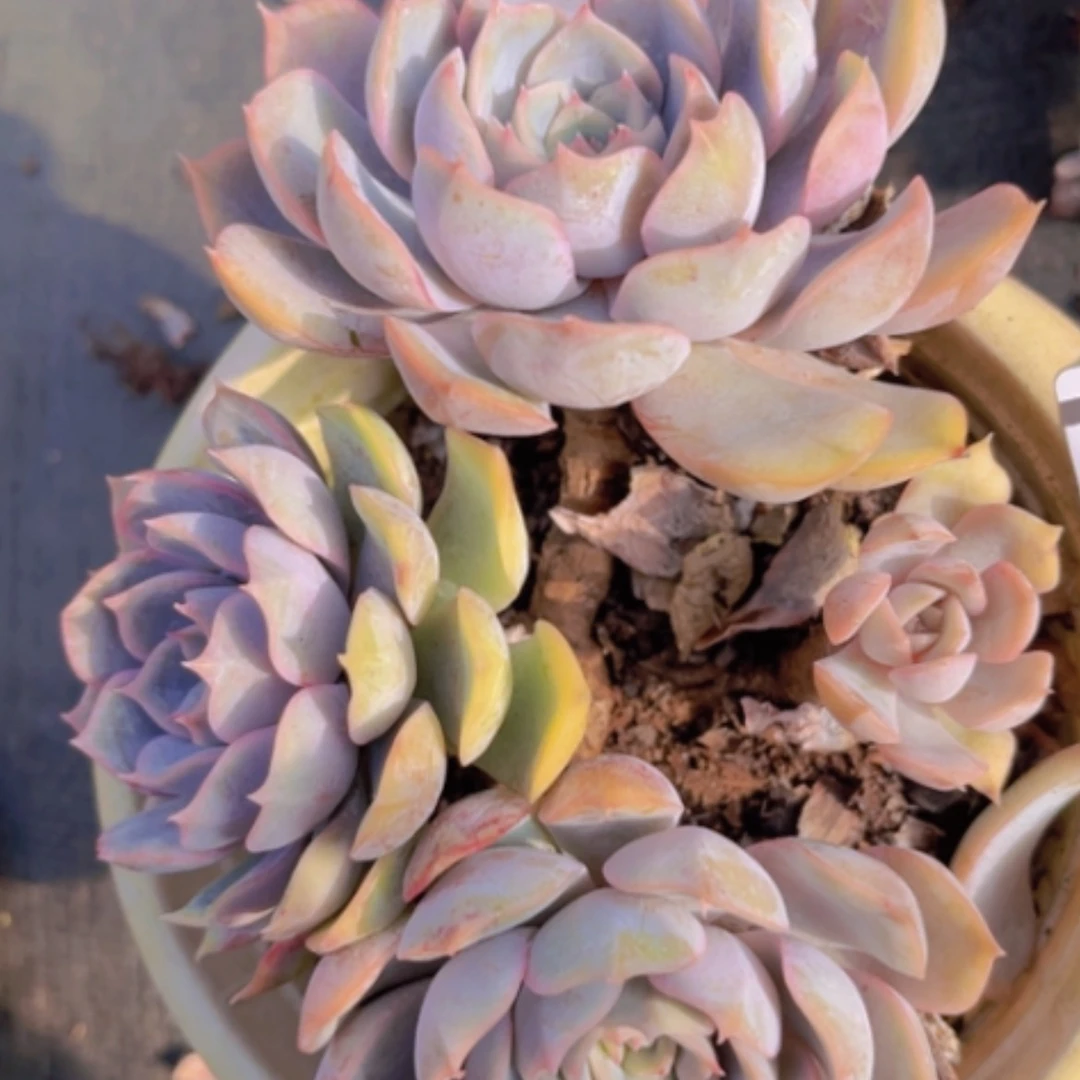 【闪购商品】菲欧娜26102