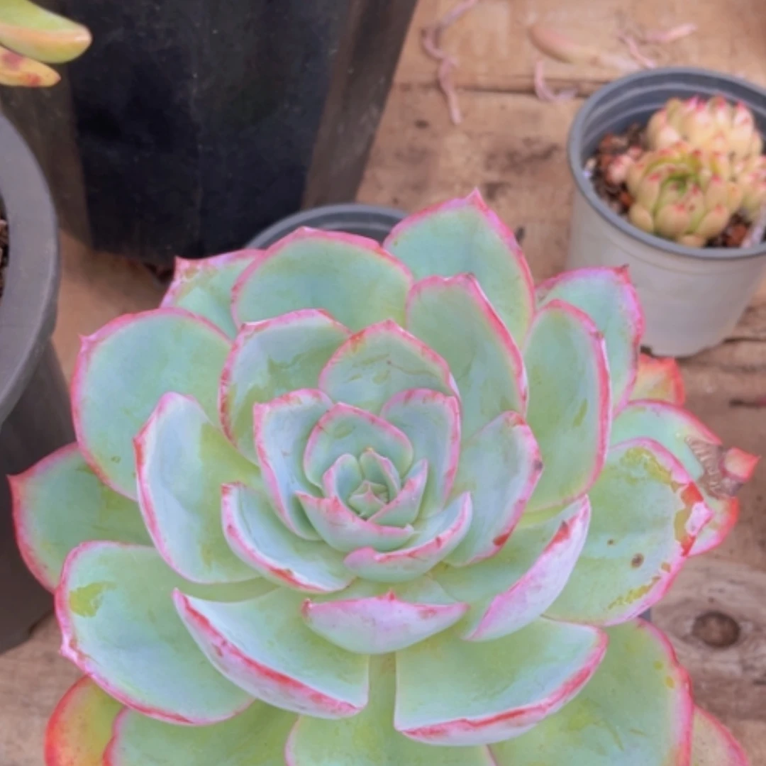 【闪购商品】霓虹灯09148