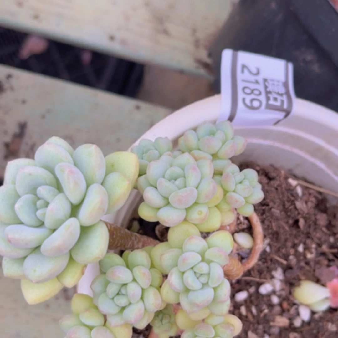 【闪购商品】泡泡糖2189