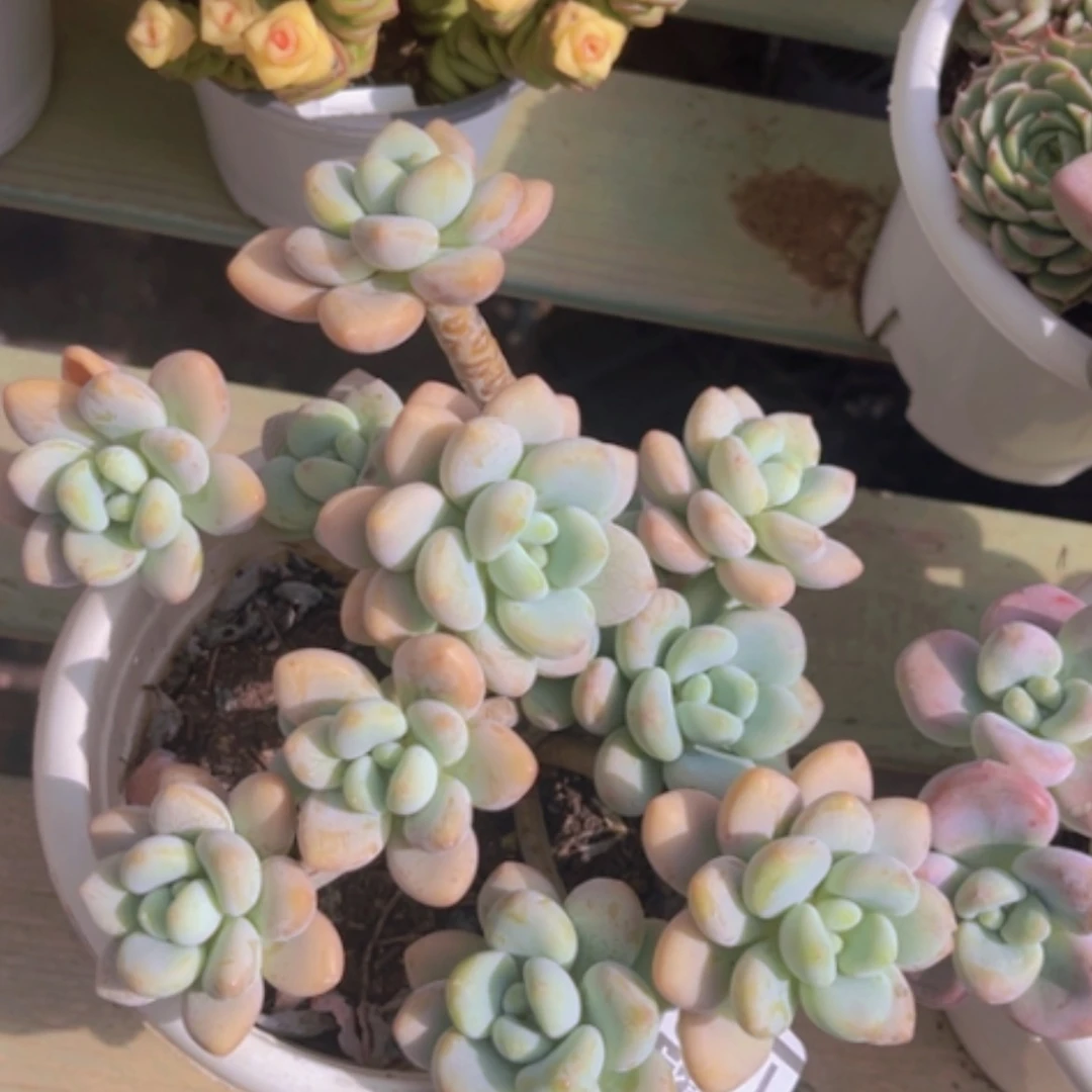 【闪购商品】香水洛神16104