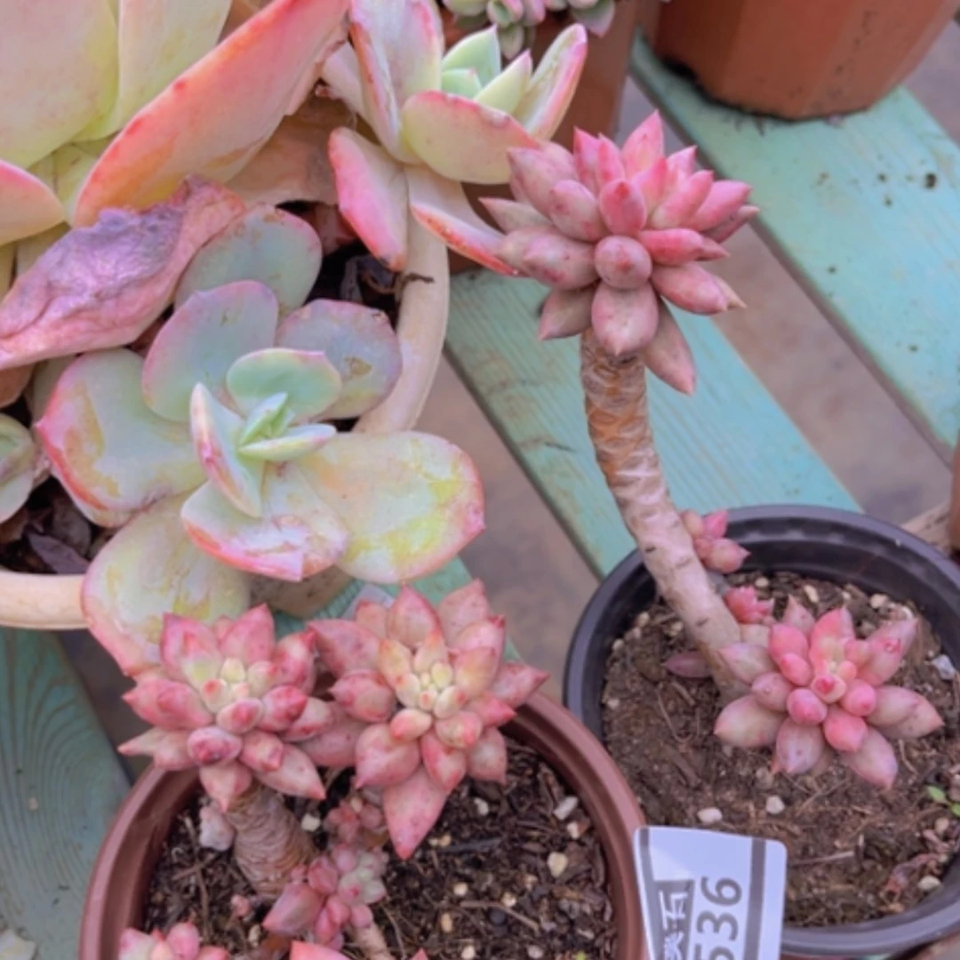 【闪购商品】红蜻蜓0536