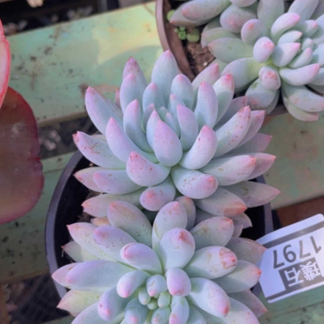 【闪购商品】所罗门1797