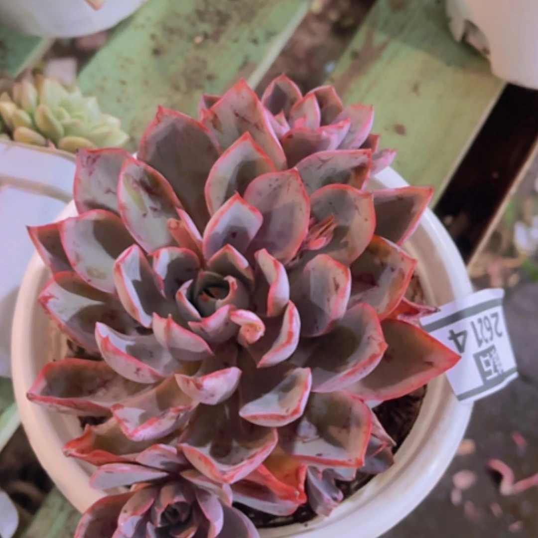 【闪购商品】紫****英赫拉26214