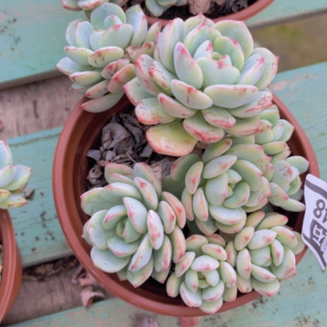 【闪购商品】香草2448
