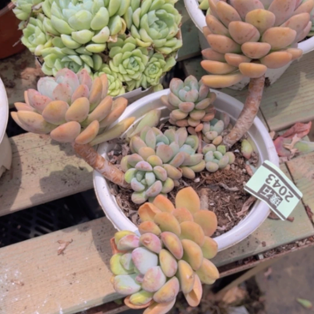 【闪购商品】叮**当花斑鹿2043