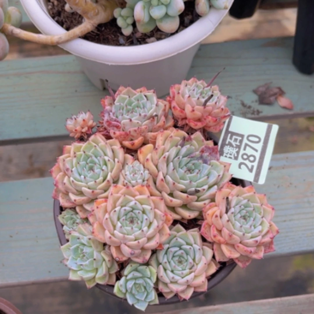 【闪购商品】我***孩沙罗辑2870