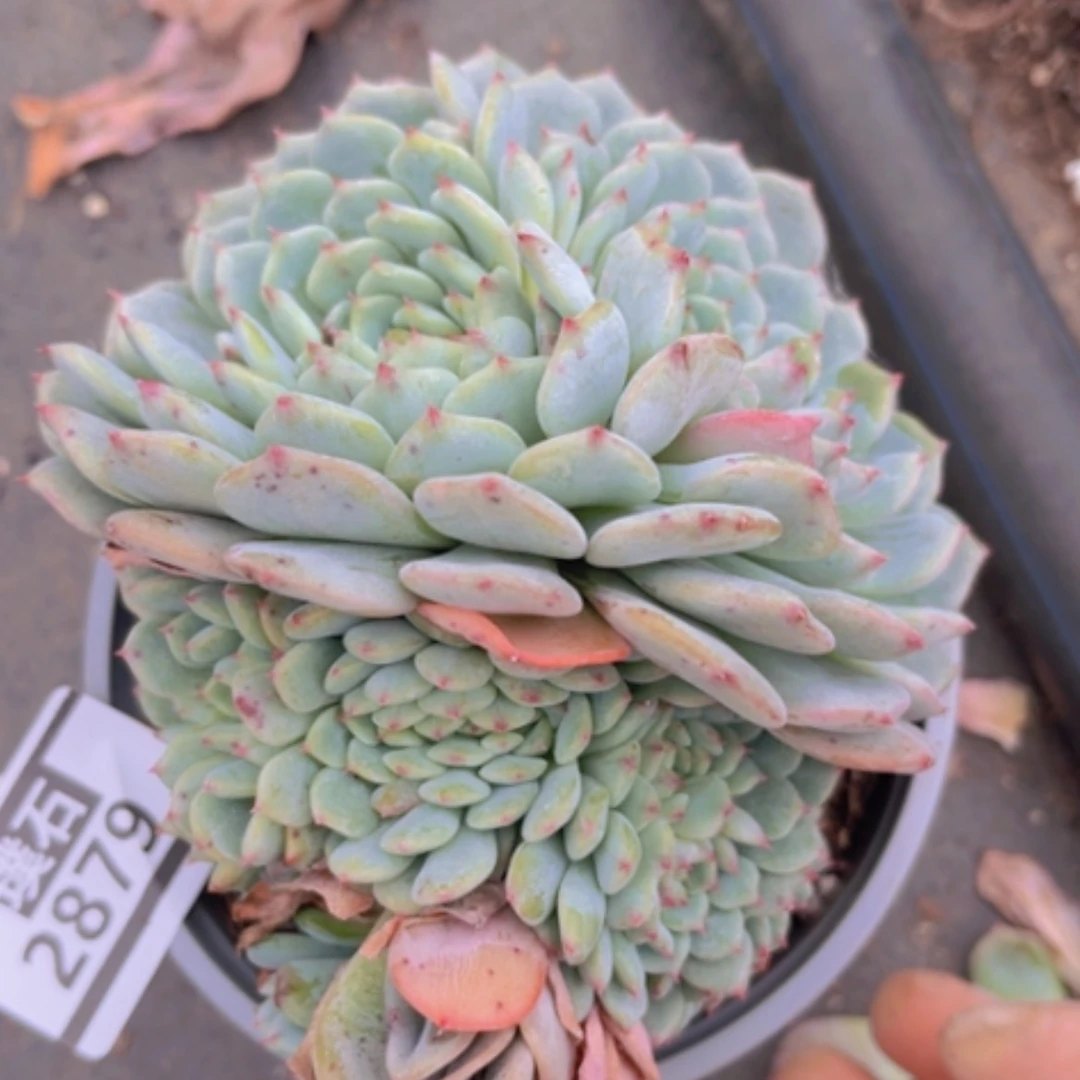 【闪购商品】白胖子缀2879