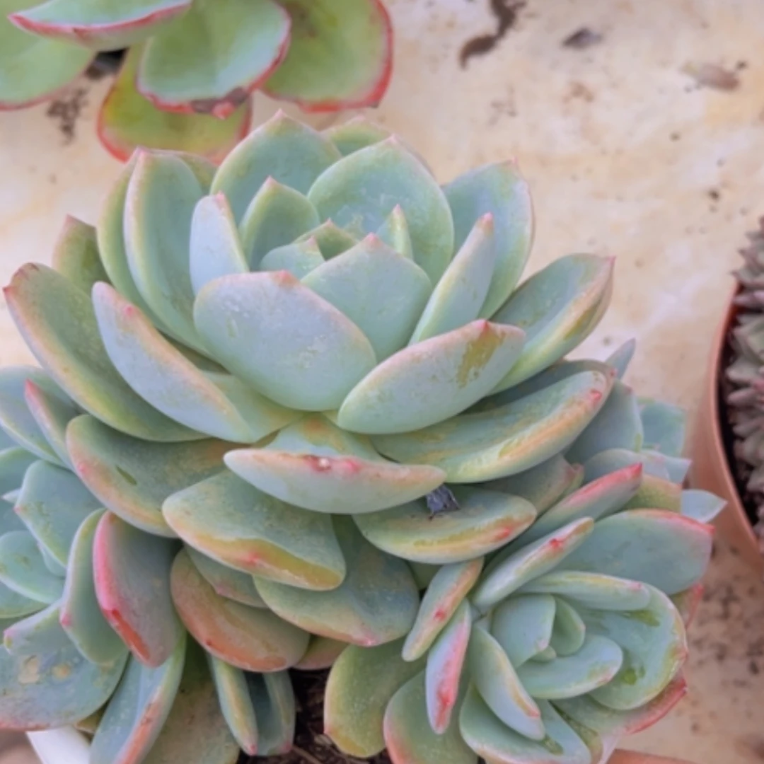 【闪购商品】凤橙09147