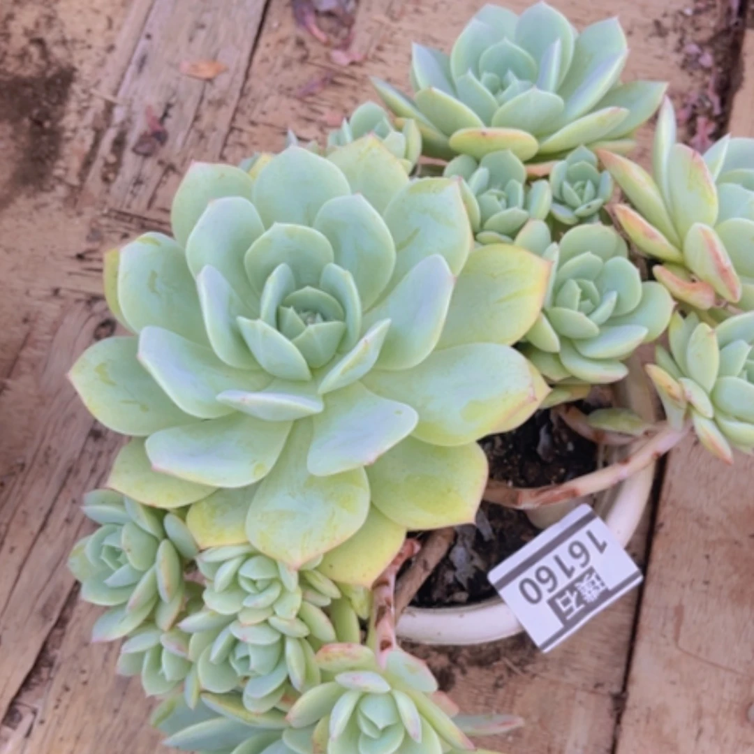 【闪购商品】晓*恋曲16160