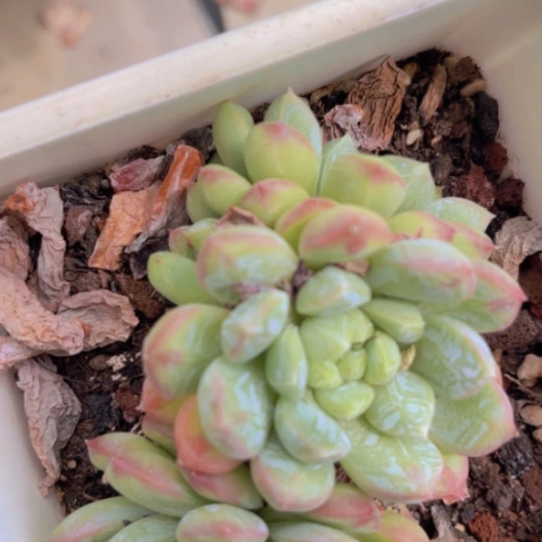 【闪购商品】白达翡翠2695