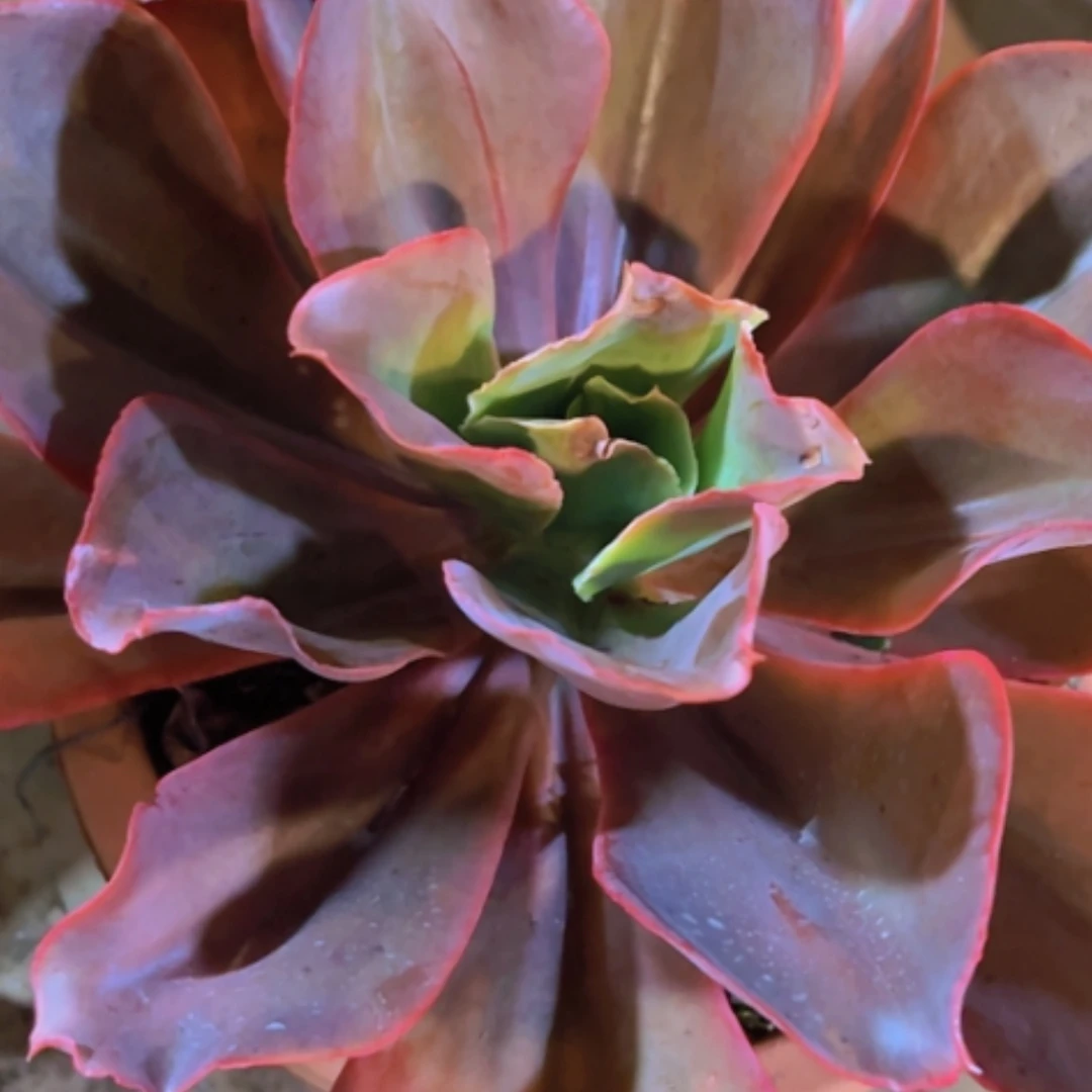 【闪购商品】红酒杯2923