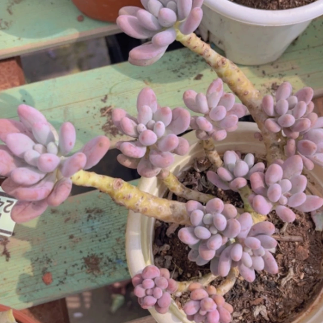 【闪购商品】粉色恋人24139