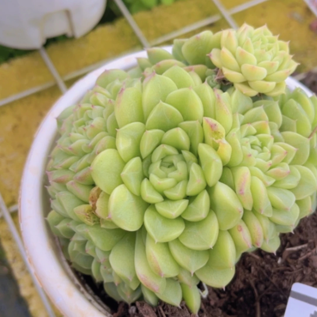 【闪购商品】麦秆1764