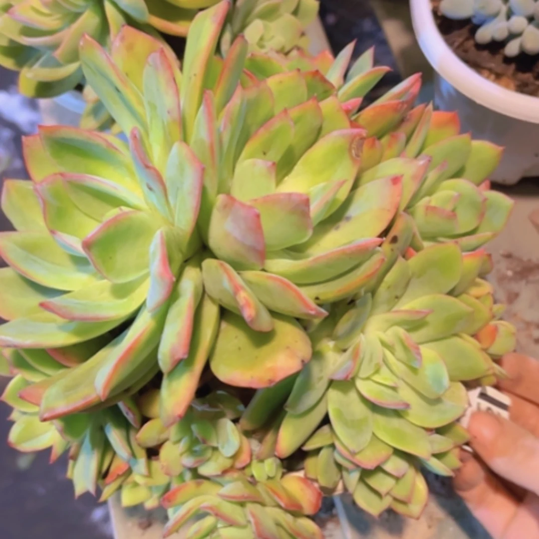 【闪购商品】绮罗16162