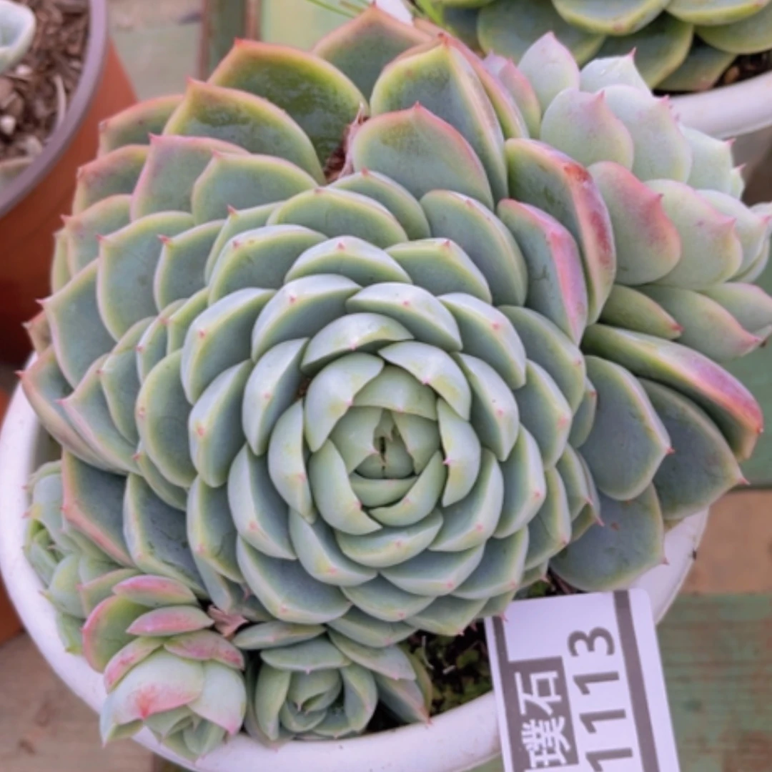 【闪购商品】孤星01113