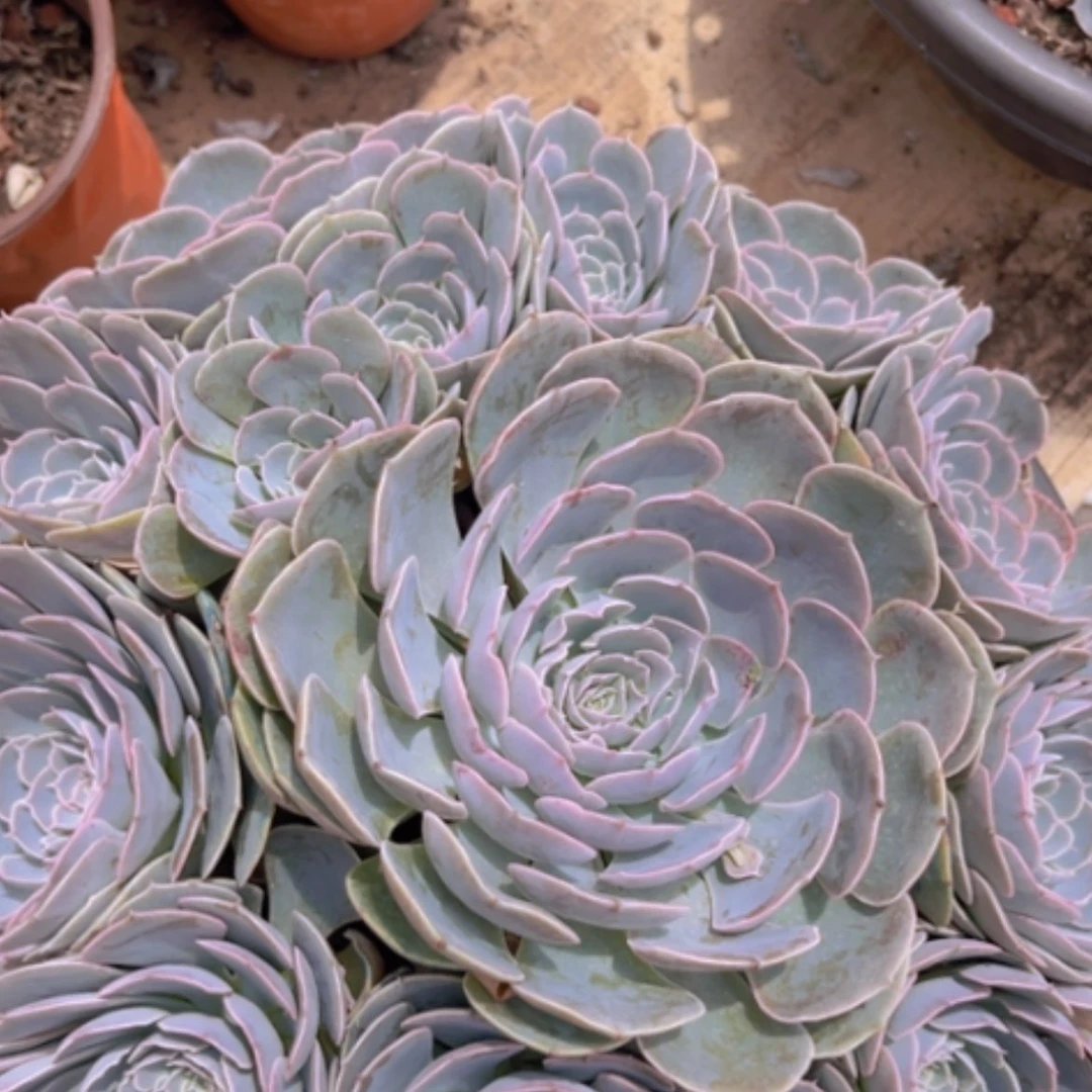 【闪购商品】天赐2657