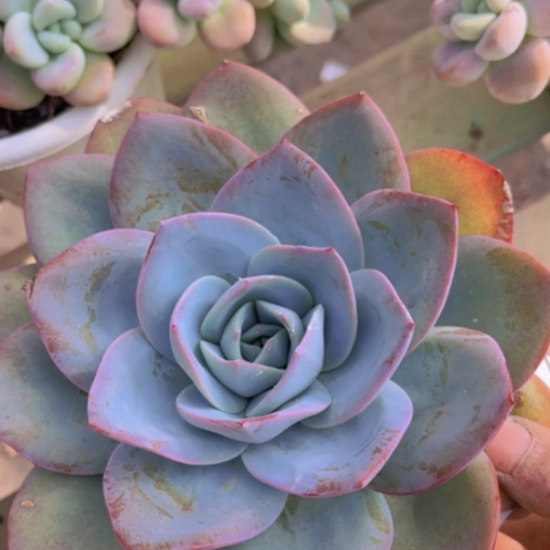 【闪购商品】布鲁蓝29130