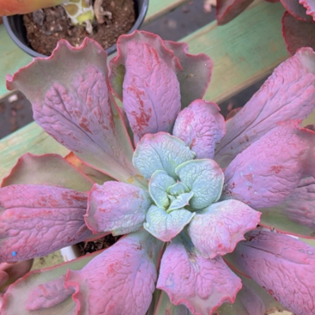 【闪购商品】男爵0534