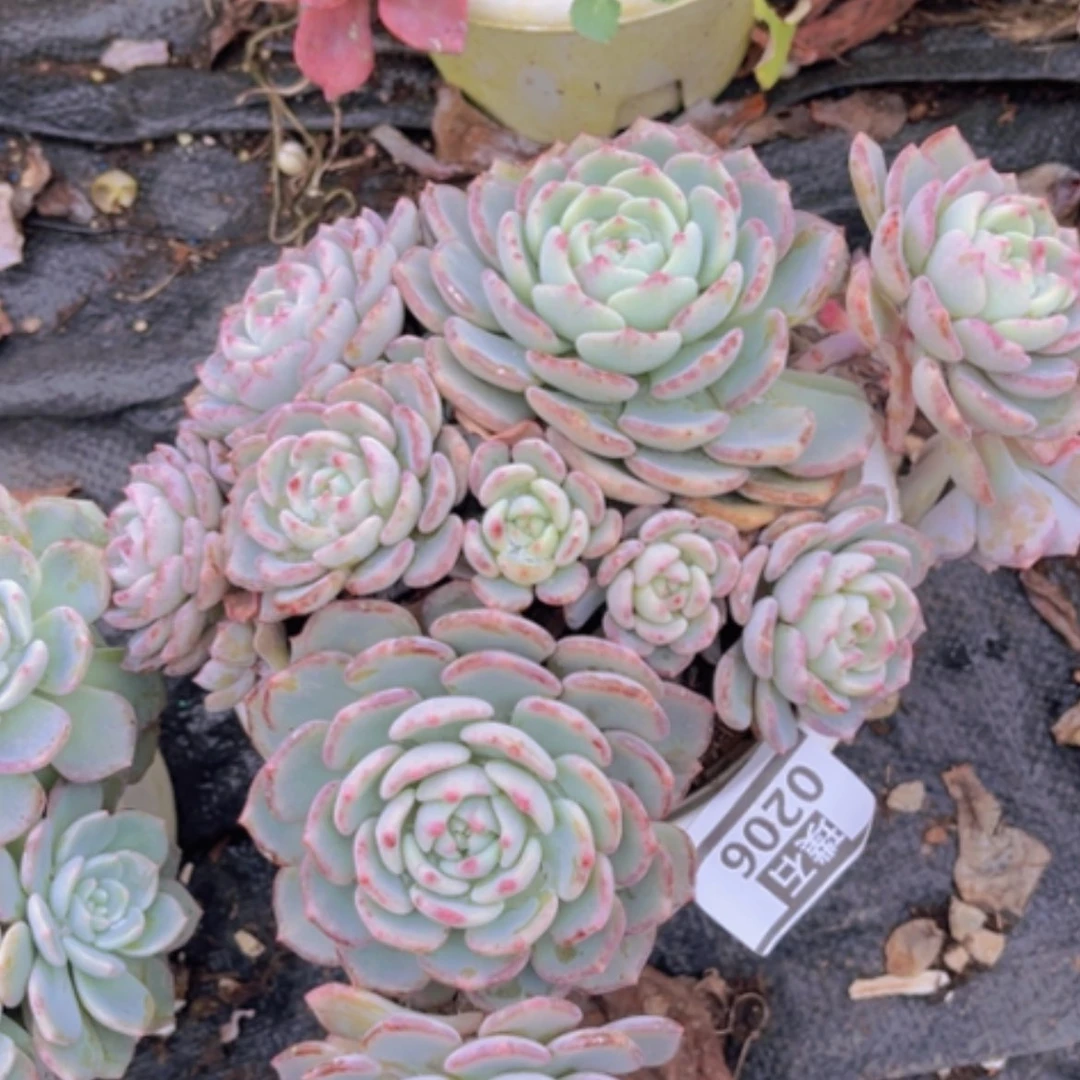 【闪购商品】千山雪0206