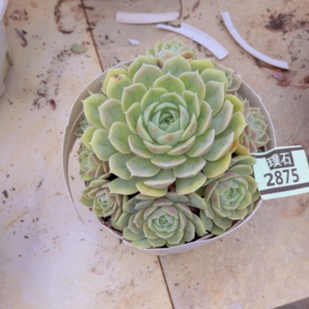 【闪购商品】。****。昂斯洛2875