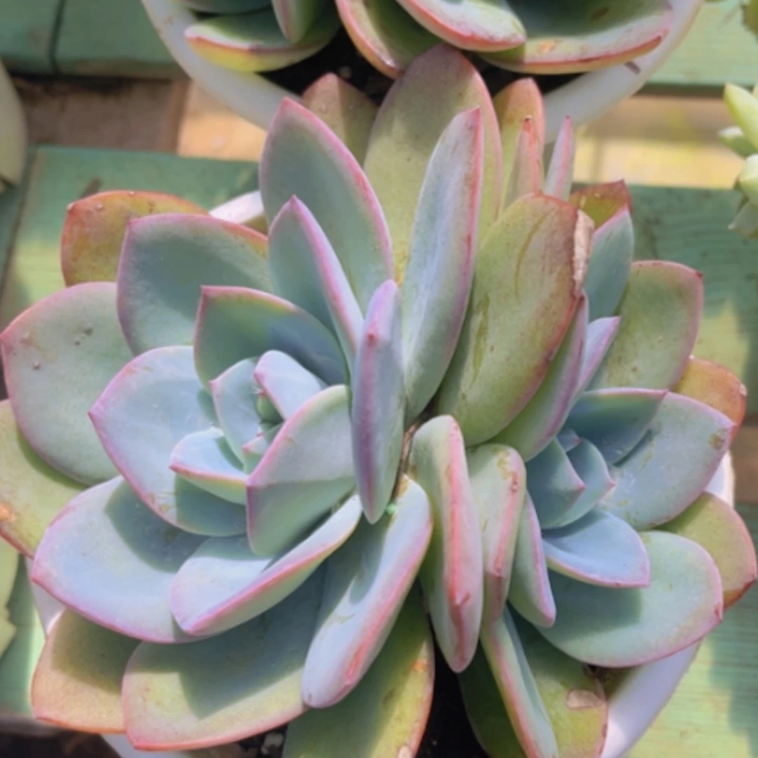 【闪购商品】布鲁蓝1690