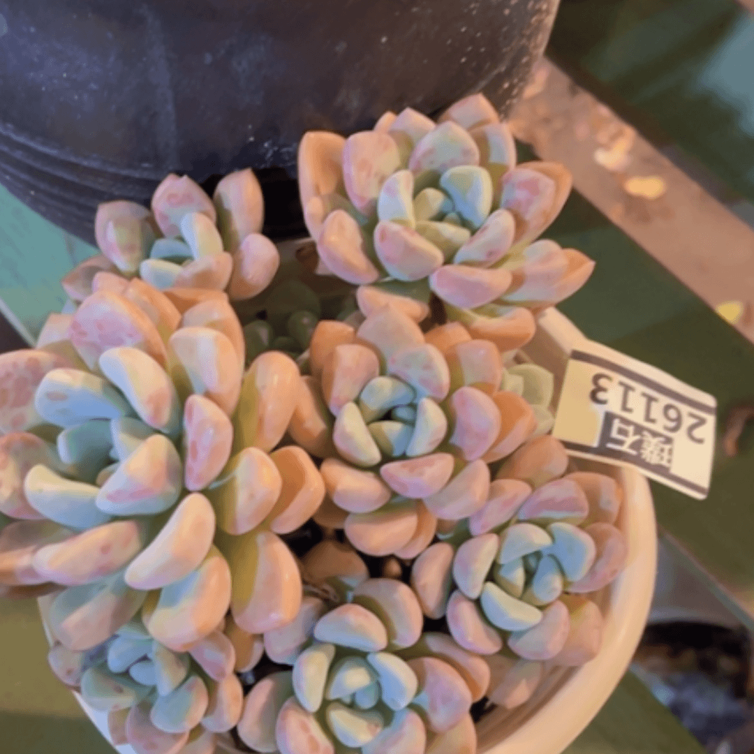 【闪购商品】花斑鹿26113