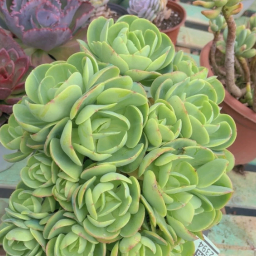 【闪购商品】碧桃2394