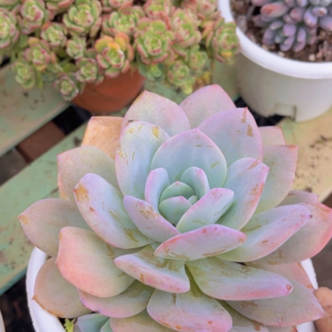 【闪购商品】奶茶2226