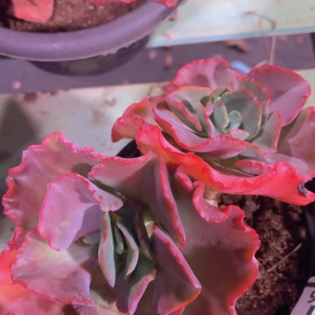 【闪购商品】欧版婚纱26196
