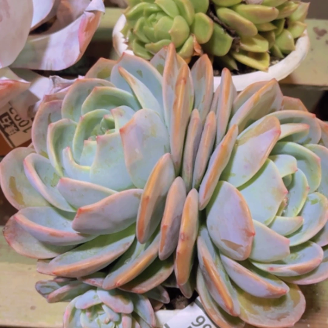 【闪购商品】凤橙1166