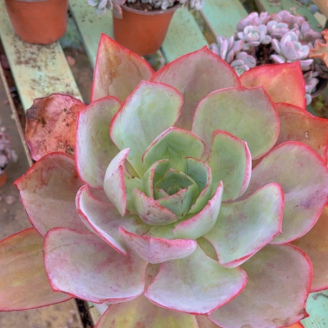 【闪购商品】肯尼迪2248