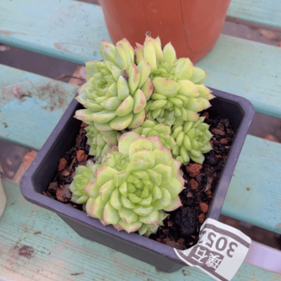 【闪购商品】玲珑珍妮3052